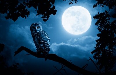 תרנגולים או ינשופים?