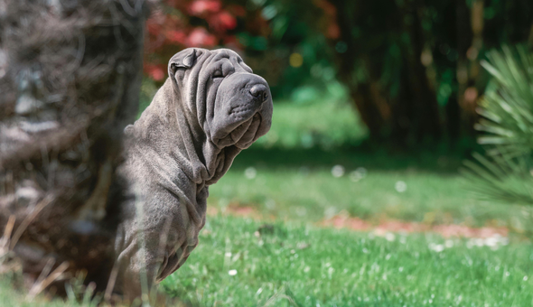 Dog standing on grass with trees and plants in the background