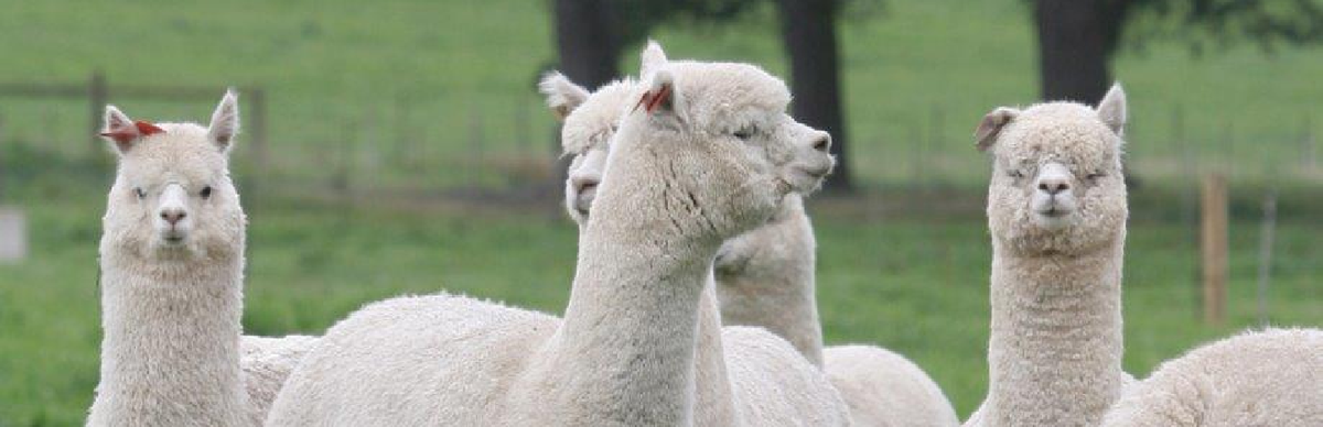 picture of alpacas on grass